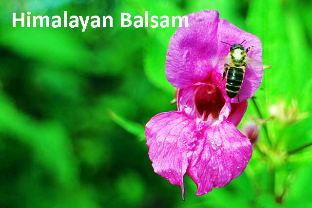 Himalayan Balsam